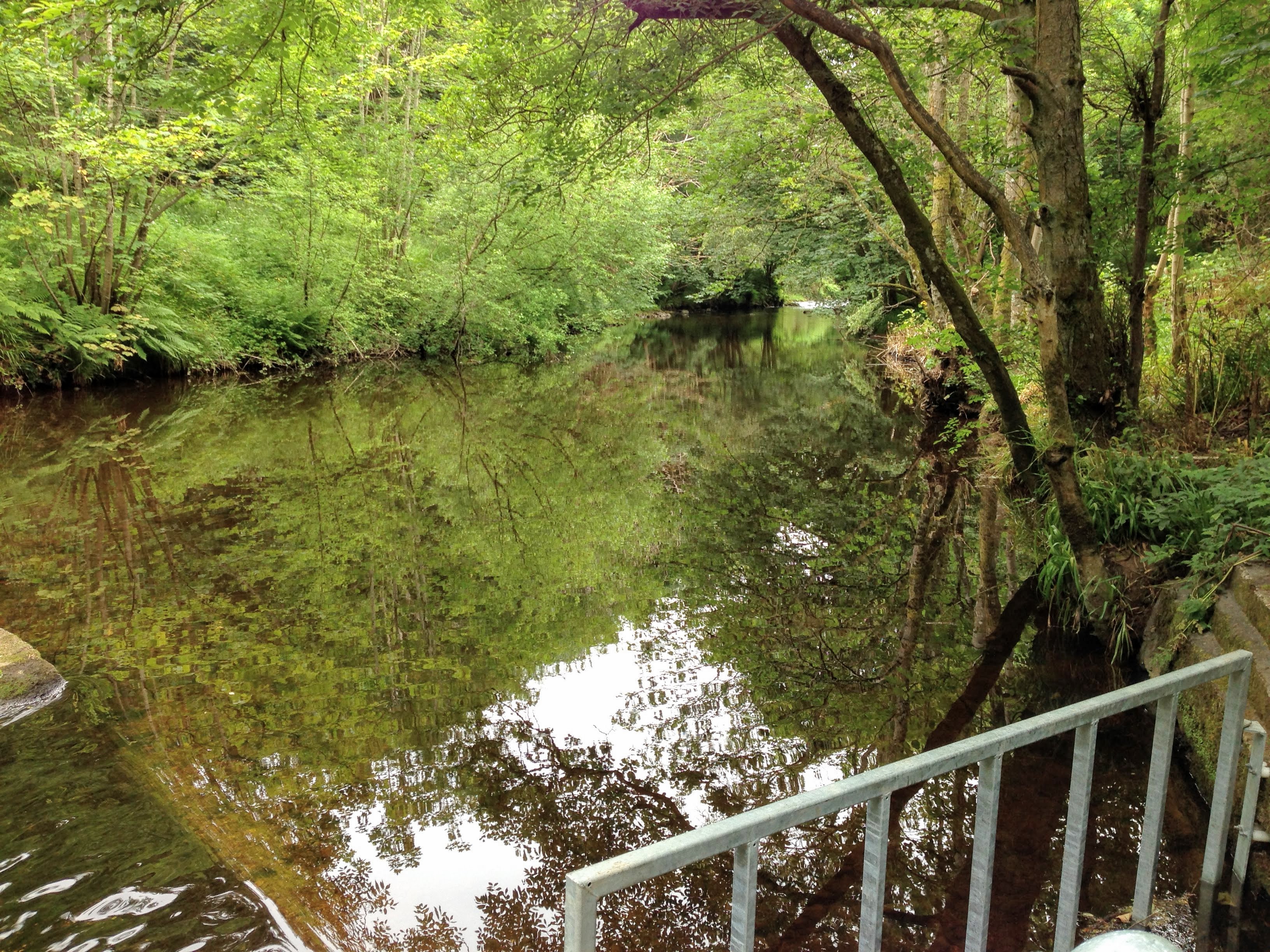 Behind the Fish Ladder